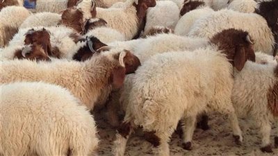 أهم أسواق المواشي في محافظة الأقصر وشروط شراء الأضحية