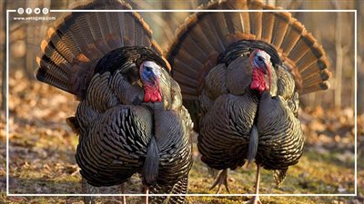 عصابات البط والرومي تثير الذعر في الفيوم، والأمن يحذر من الصفحات المجهولة