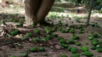 موجة الطقس السيئ تضرب محصول المانجو الإسماعيلاوي، الأنواع الرخيصة الأكثر تضررا، والبنوك تطارد المزارعين