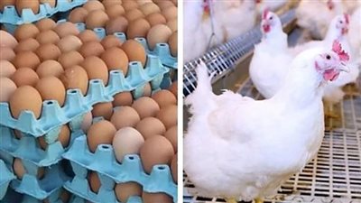 أسعار الدواجن والبيض، انخفاض سعر الفراخ البيضاء واستقرار البلدي 