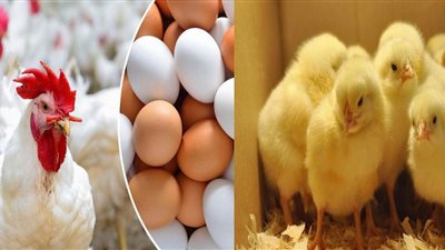 انخفاض كبير في أسعار البيض، والدواجن تتراجع لسعر لم تصل له منذ 10 شهور