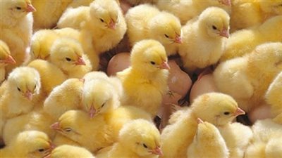 شعبة الثروة الداجنة: انخفاض أسعار الكتكوت لعبة من محتكري القطاع 