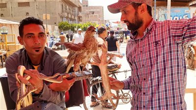 الثُعبان بـ50 جنيها والسلحفاة بـ 100جنيه، شاهد كل ما تريده بسوق الجمعة في المحلة (فيديو)