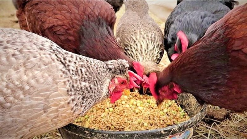 أسعار الأعلاف، فيتو