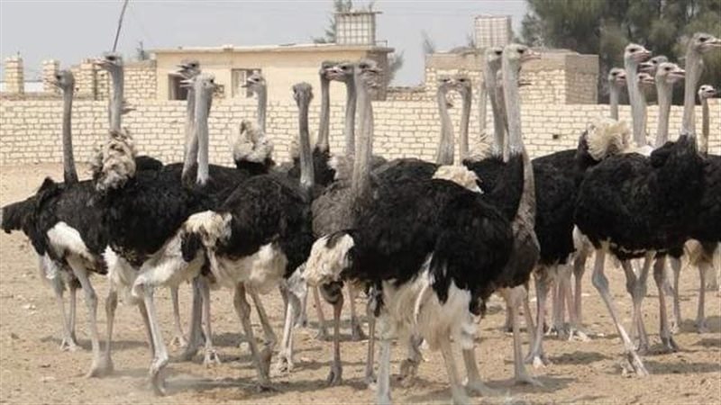 تربية النعام، فيتو