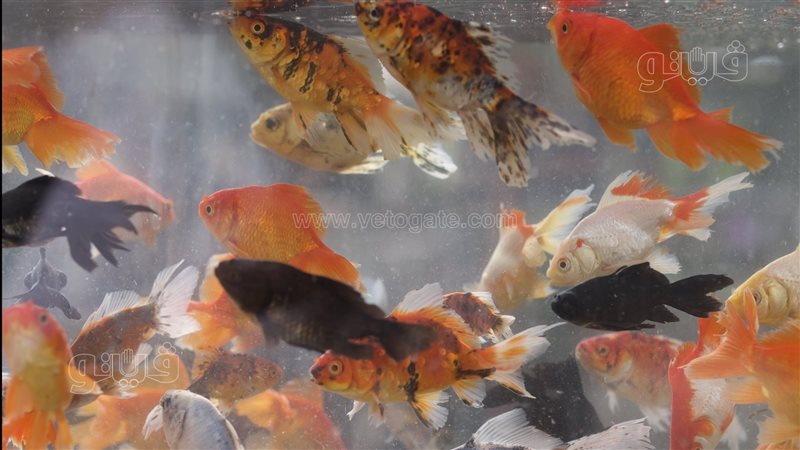 سمك الزينة بسوق الجمعة،