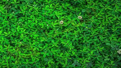 تفسير حلم اللون الأخضر في المنام وعلاقته بالاطمئنان والراحة النفسية 