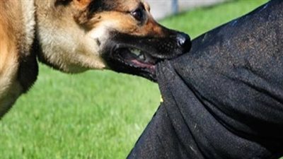 النيابة تستعلم عن الحالة الصحية لـ 8 أشخاص عقرهم كلب في بولاق الدكرور 