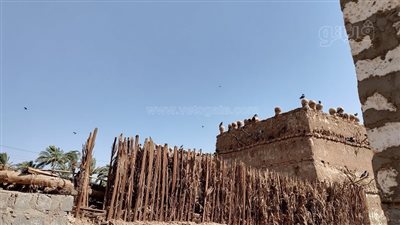 الحمام الجبلي ميراث الأجداد في قرى الوقف، استخدموه لفك العنوسة وحاملا لرسائل الحب (فيديو صور)