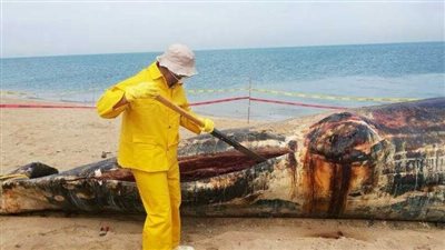 بتوصية من اليابان، هيكل حوت 