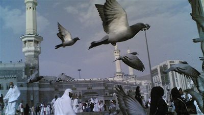 قصة حمام مكة والمدينة وعلاقتها بالطير الأبابيل 