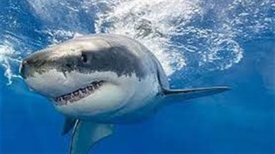 محافظ البحر الأحمر يكشف دور الصيادين في منع القرش من الوصول إلى شواطئ الغردقة (فيديو)