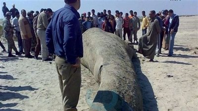 صيادو بورسعيد يعثرون على حوت نافق في مياه الغاطس (فيديو)