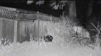 ظهور مخلوق فضائي لأول مرة يثير الجدل، أمريكي رصده في حديقته (فيديو)