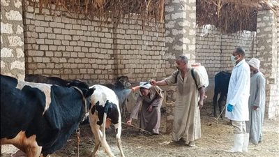 بيطري الأقصر تنفذ خطة لمكافحة فطريات الحيوانات استعدادا لعيد الأضحى