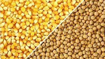 أسعار الأعلاف اليوم، طن الصويا يسجل 33 ألف جنيه في الأسواق