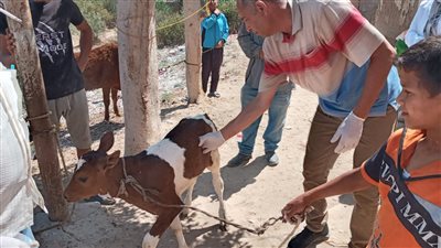 القوافل البيطرية في الإسماعيلية تواصل حملات علاج الماشية