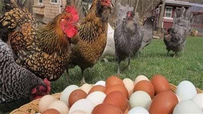 ارتفاع أسعار الفراخ البيضاء اليوم في الأسواق