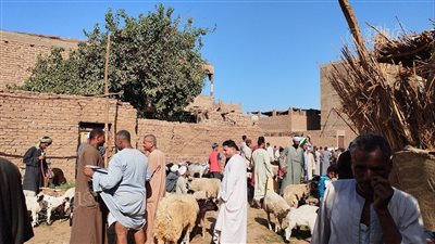 جولة داخل أقدم أسواق بيع المواشي في قنا.. أسعار الأضاحي ومواصفاتها.. الخراف ترتفع للضعف عن العام الماضي (فيديو وصور)
