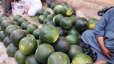 أسعار الفاكهة اليوم، أكبر بطيخة تسجل 60 جنيهًا في سوق العبور