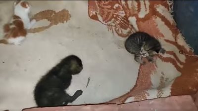 الحكومة تتدخل لإنقاذ 3 قطط بعد وفاة أمها