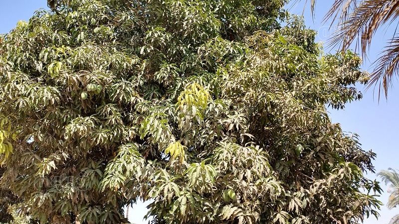 اشجار المانجو بقنا،فيتو