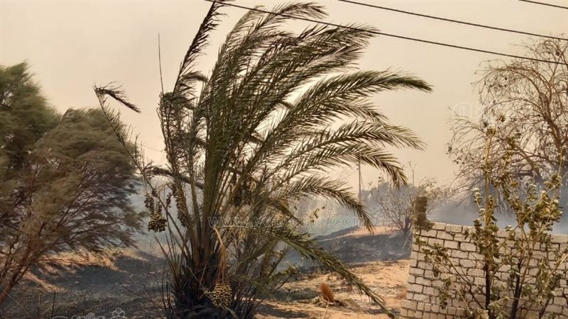 حريق بواحات الوادي