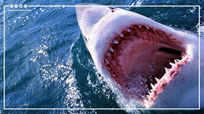 أكثر البلدان تعرضا لهجمات أسماك القرش (إنفوجراف)