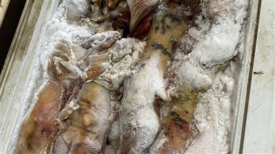 القومية لسلامة الغذاء بالدقهلية تحرر 4 محاضر ذبح خارج السلخانة (صور )