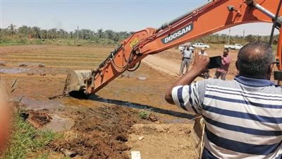  إزالة فدان زراعات في المهد لمحصول الأرز بالوادي الجديد (صور)