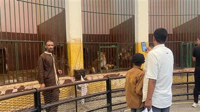 الزراعة تكشف حقيقة الصور المتداولة لأسود حديقة حيوان الإسكندرية