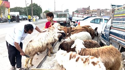 نصائح مهمة لازم تعرفها قبل شراء خروف العيد (فيديو وصور)