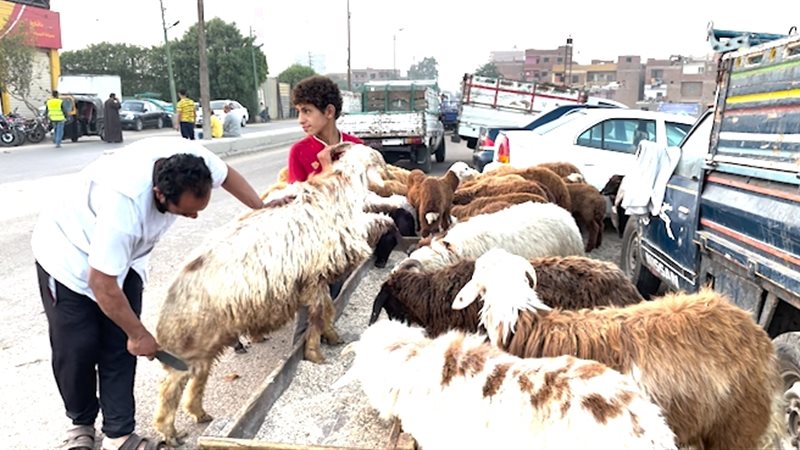 شراء خروف العيد،فيتو