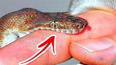 تفسير حلم لدغة الثعبان في المنام وعلاقته بارتكاب الذنوب والمعاصى 