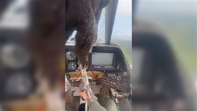 أغرب حادث في الجو، طائر ضخم يحطم زجاج طائرة ويلطخ وجه القائد بالدماء (فيديو)