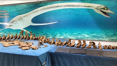 اكتشافات الواحات تكتب قصة جديدة من تاريخ الحياة على وجه الأرض، حفريات لزاحف عمره يتخطى الـ 65 مليون عام (فيديو وصور)