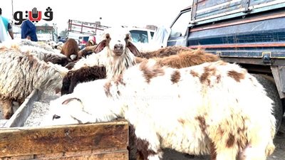 أجور الجزارين في ذبح الأضاحي خلال عيد الأضحى 2024.. 6 آلاف جنيه للعجول في الموسم.. وشعبة القصابين توضح الأجر العادل