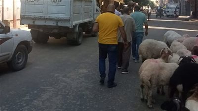 حي غرب بالإسكندرية يزيل شوادر وفروشات الأغنام من شوارع المحافظة 