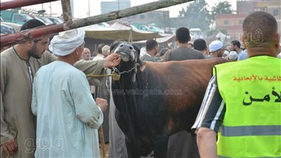 رئيس شعبة القصابين: أسعار الأضاحي ارتفعت 3 أضعاف وهذا سعر الكيلو القائم