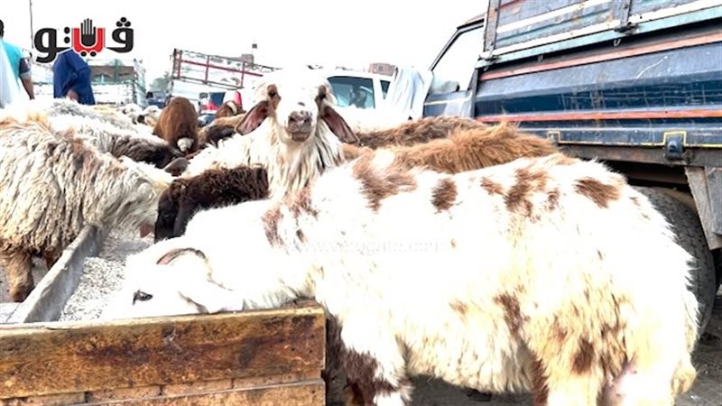 أسعار الخراف، فيتو