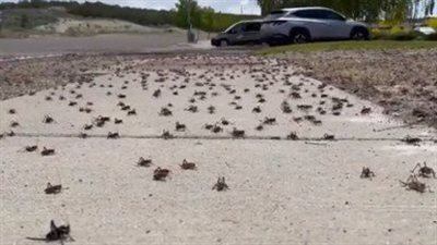 غزو الصراصير لأمريكا يسبب الذعر، والنشطاء يكشفون علاقته بتصريحات بايدن (فيديو)