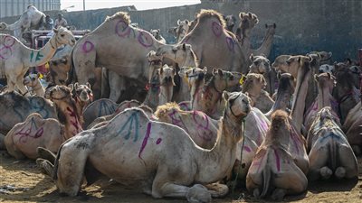 الركود يصيب سوق برقاش للجمال في موسم عيد الأضحى.. وهذه أقل  أسعار اللحوم في السوق (فيديو)