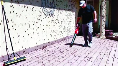 صراصير تعرقل الحياة في بلدة أمريكية