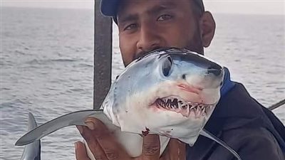 إدارة مصايف الإسكندرية تكشف حقيقة اقتراب أسماك القرش من الشواطئ