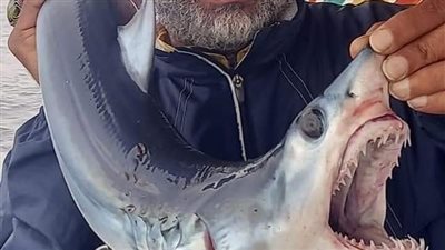 محافظة الإسكندرية تصدر بيانا عن ظهور أسماك القرش بالقرب من شواطئ المكس