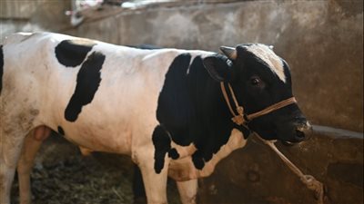 العجل بـ 60 ألف جنيه، أسعار الخراف والمواشي في شوادر السيدة زينب 