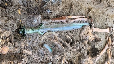 علماء يعثرون على سيف براق عمره 3000 عام يبوح بكثير من الأسرار