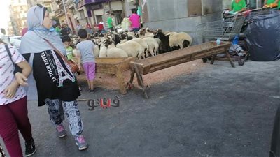 إدارة المجازر: 40 ألف جنيه عقوبة ذبح الأضاحي في الشوارع (فيديو)