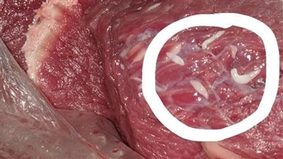 إعدام الذبيحة بالكامل، باحث يحذر من طفيل يوجد باللحوم ويسبب التسمم