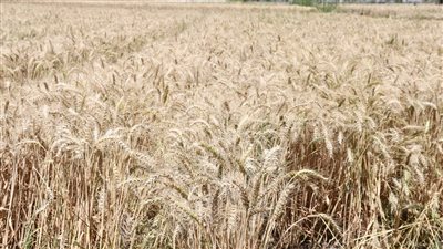  بعد انسحاب روسيا من اتفاقية الحبوب.. غرفة صناعة الحبوب تطمئن المواطنين: مخزون القمح يتجاوز 5.5 شهر.. ومصادر الاستيراد تصل لـ 23 دولة